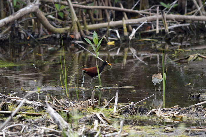 La organización "biólogos expertos en manejo de fauna a partir del miércoles 27 de enero por la tarde para poder incorporarse al comité de rescate". Foto: Cuartoscuro