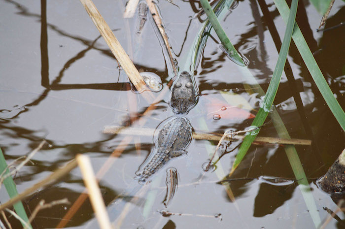 En un comunicado, la organización invitó esta noche a la comunidad en general a sumarse a la medida de urgente aplicación para salvaguardar a los animales que quedaron vivos después de la devastación. Foto: Cuartoscuro