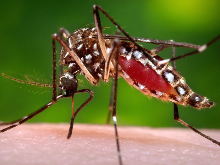 El mosquito que propaga el virus del Zika. Foto: AP.