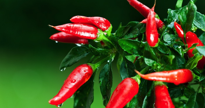 Se usará como modelo de estudio el chile y el jitomate, productos de alto valor agregado y de los más consumidos en México. Foto: Shuetterstock.