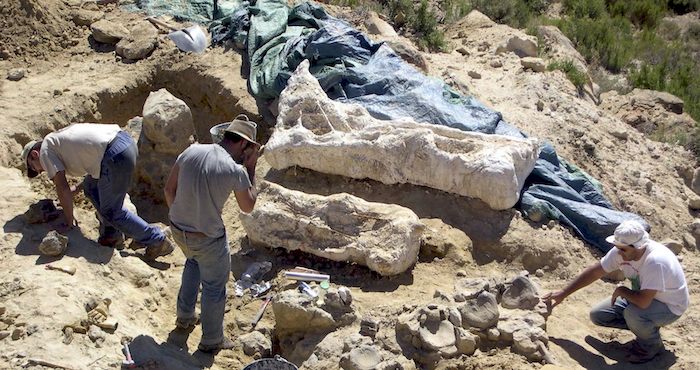 Los huesos fósiles, que fueron encontrados en la provincia argentina de Mendoza, tienen una antigüedad estimada en 86 millones de años. Foto: EFE/Archivo