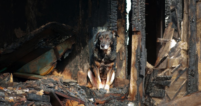 En caso de emergencia, ¿qué hacer si en casa hay más de un animal al que proteger? Foto: Shutterstock.