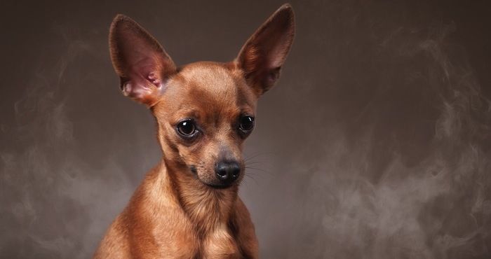 "Nuestros animales de compañía son obligados a convertirse en fumadores pasivos": experto. Foto: Shutterstock.