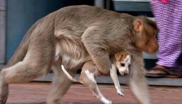 Mono cargando al perro por una ciudad de la India. Foto: Especial