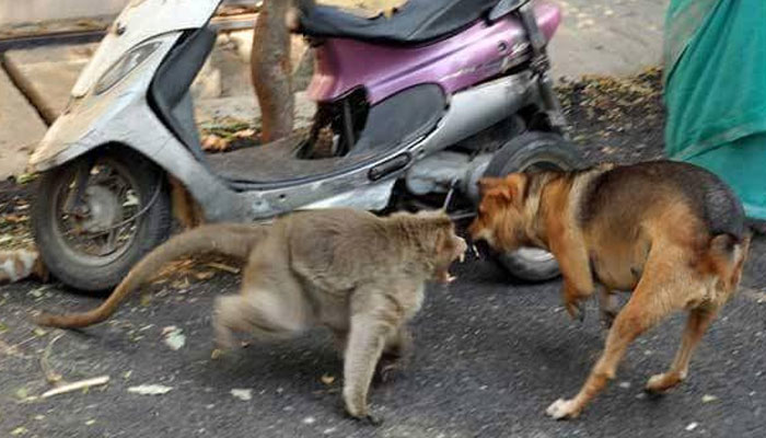 El mono peleando con un perro cuando quiso atacar al cachorro. Foto: Especial.