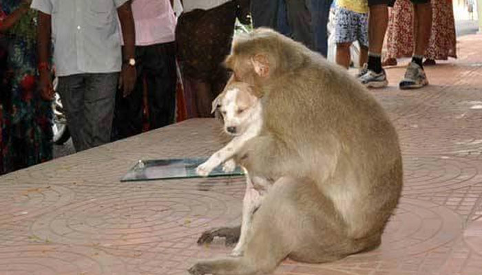 Mono cuidando de su cachorro adoptado. Foto: Especial