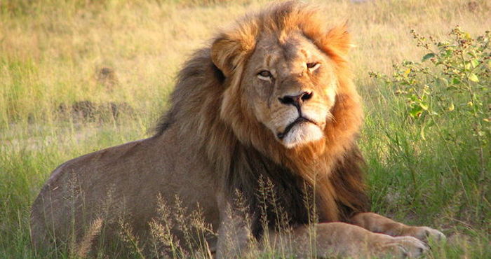 Las nuevas medidas surgen tras la muerte del león Cecil Foto: ElDiario.es
