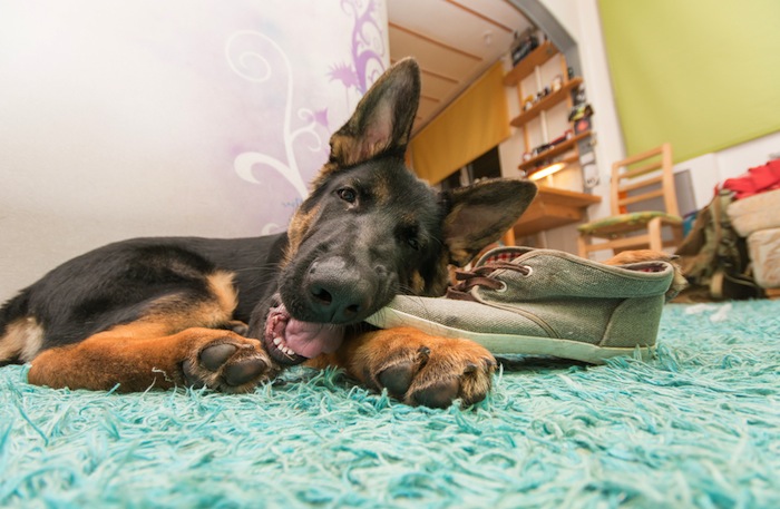 Los perros lo investigan todo, lo investigan con las patas, con los dientes. Foto: Shutterstock.
