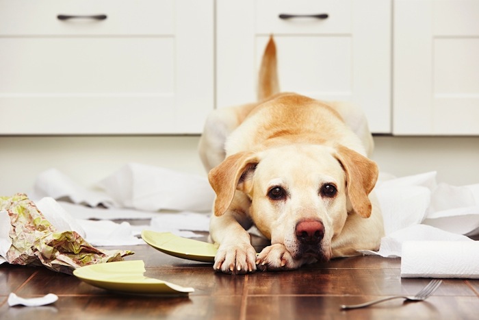 Las personas deben salir a trabajar, pero no pueden dejar al perro en una jaula durante ocho horas. Foto: Shutterstock.