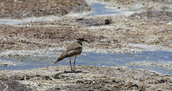 Vista de la costa de Fajardo (Puerto Rico), donde toneladas de sargazo se acumularon afectando el turismo y a la pesca. Foto: EFE.