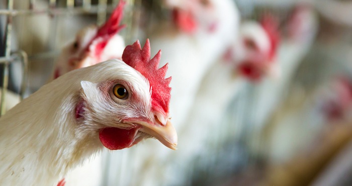 El animal más numeroso es el pollo destinado a carne. Foto: Shutterstock.