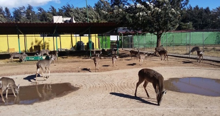Los sitios donde fueron localizados dichos ejemplares no acreditaron la legal procedencia de los mismos y tampoco se exhibió el registro emitido por la Secretaría de Medio Ambiente. Foto: PROFEPA