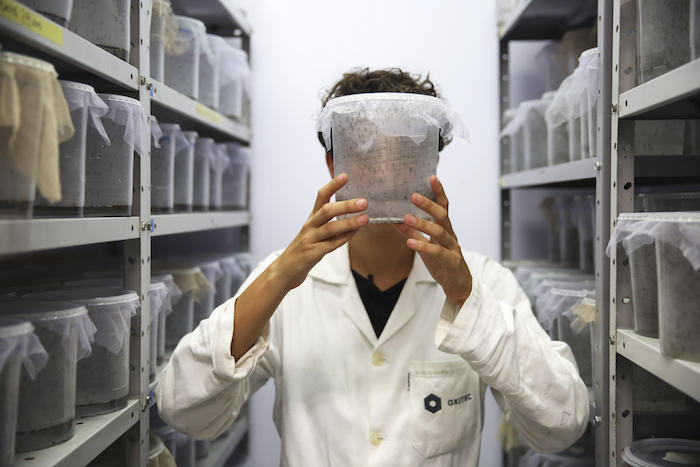 La supervisora de producción de la empresa inglesa Oxitec, Karla Tepedino, muestra mosquitos modificados genéticamente, en Piracicaba. Foto: EFE.