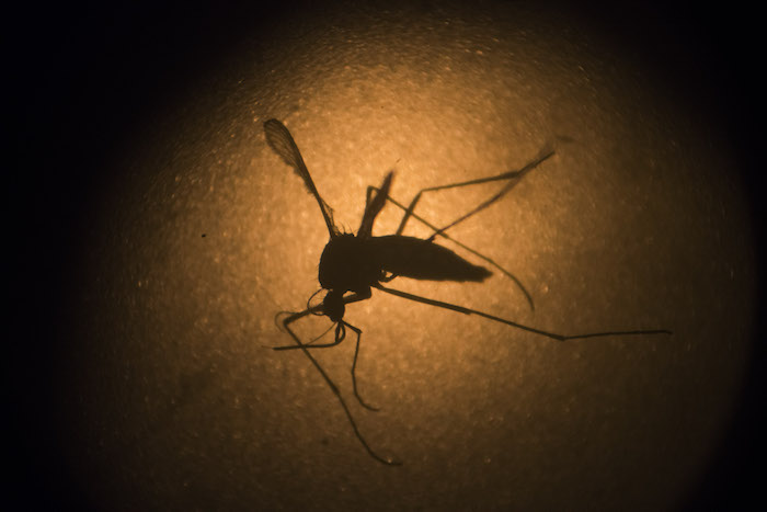 El mosquito Aedes aegypti es el transmisor del zika y la presidenta de Brasil convocó a una "guerra" para frenarlo. Foto: AP 