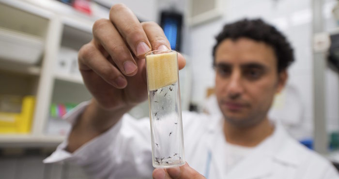 La OMS recomienda abstinencia o sexo seguro a quienes regresan de zonas con zika. Foto: EFE