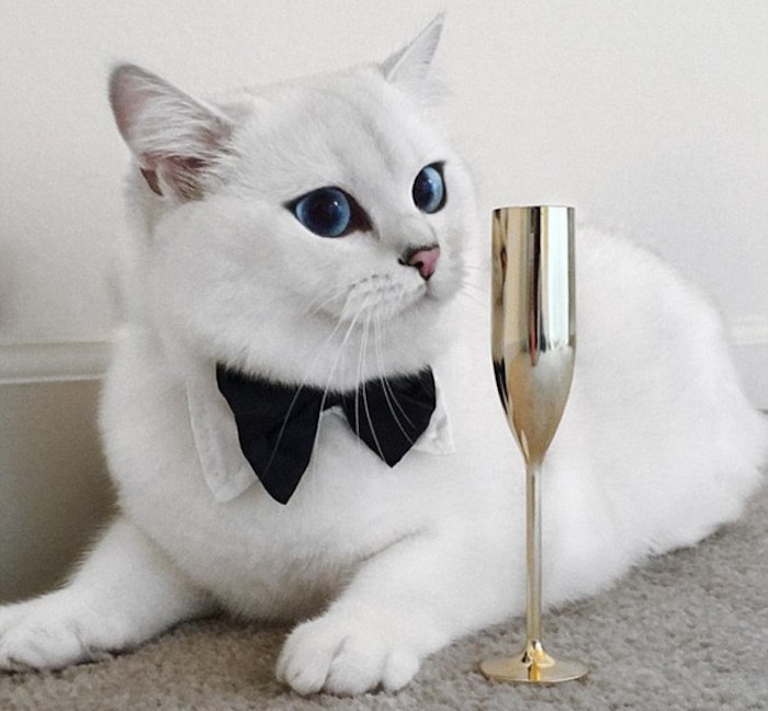 Con una copa dorada en año nuevo. Foto: Instagram @cobythecat.