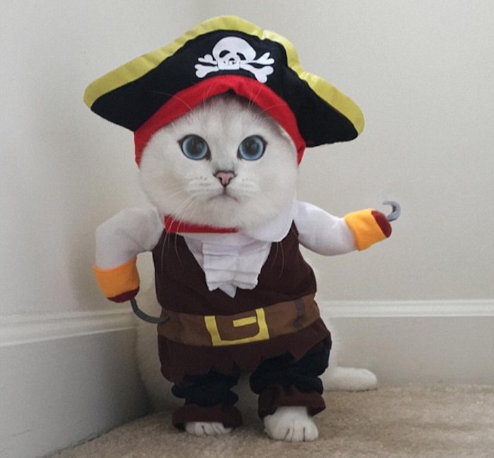 Coby, de pirata en Halloween. Foto: Instagram @cobythecat.