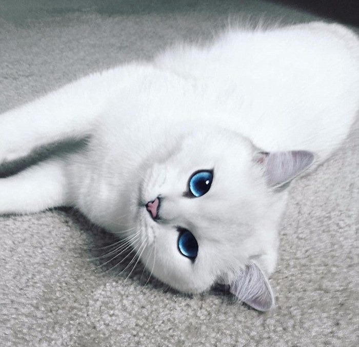 La raza de Coby es British Shorthair. Foto: Instagram @cobythecat.