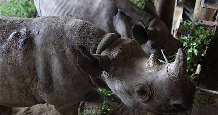 rinocerontes jóvenes comen en la Reserva Hluhluwe-iMfolozi en la provincia de KwaZulu Natal en Sudáfrica. Las crías de rinoceronte que han perdido a sus madres son particularmente vulnberables. Foto: AP