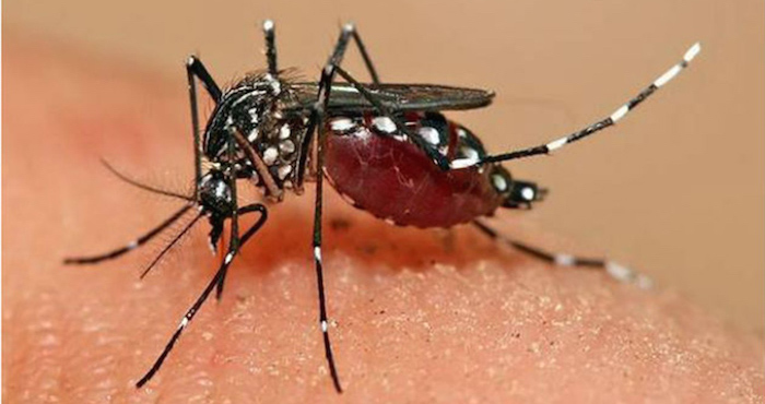 El mosco transmisor de el zika. Foto: EFE