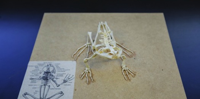 Se pretende que los egresados de Médico Veterinario Zootecnista aprendan y reflexionen sobre el bienestar animal. Foto: Especial.