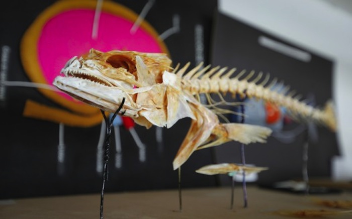 El software busca reducir poco a poco el uso de animales para la docencia. Foto: Especial.