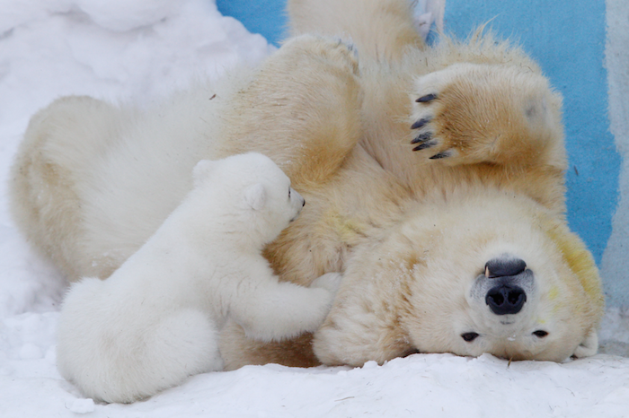 La osa Gerda juega con su cachorro Shila. Foto: Xinhua/Kukhmar Kirill/TASS/ZUMAPRESS