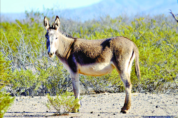Foto: Vanguardia/Marco Medina