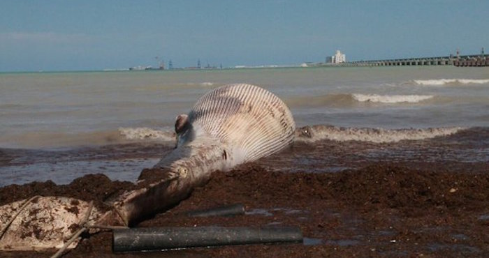 Ballena muerta en las costas de Yucatán. Foto: Twitter vía @YUCATANALMINUTO