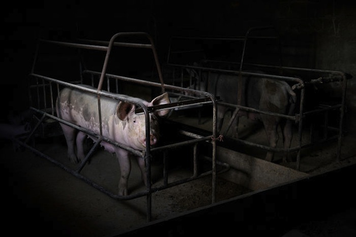 Cerda en una jaula de engorde y gestación. México. Foto: Tras los Muros.