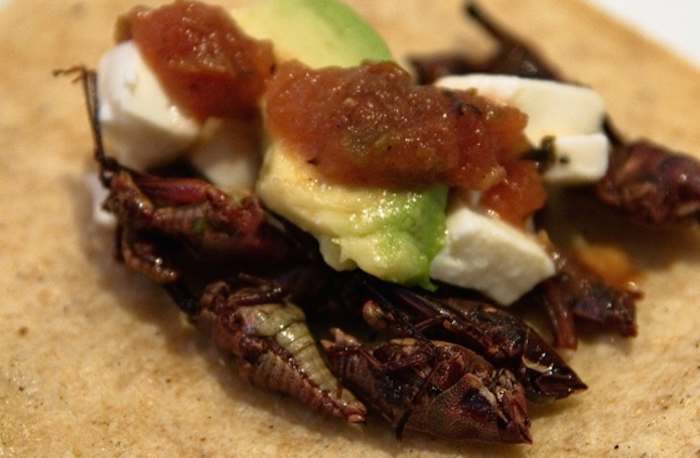 Taco de chapulines, uno de los platos callejeros favoritos en México. Foto: William Neuheisel