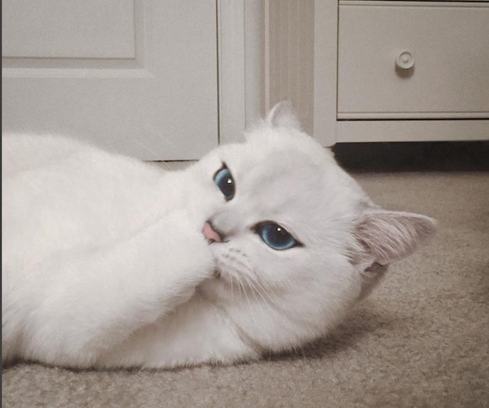 Foto: Instagram @cobythecat.