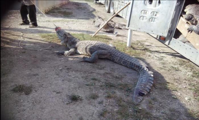 La empresa Cocodrilos Exóticos de Quintana Roo SPR de RL será sancionada con una multa de hasta 3.6 millones de peso por el incumplimiento de la ley. Foto: @PROFEPA_Mx
