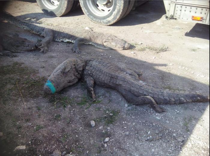 El traslado de 350 cocodrilos por carretera provocó la muerte de 124 reptiles. Foto: @PROFEPA_Mx