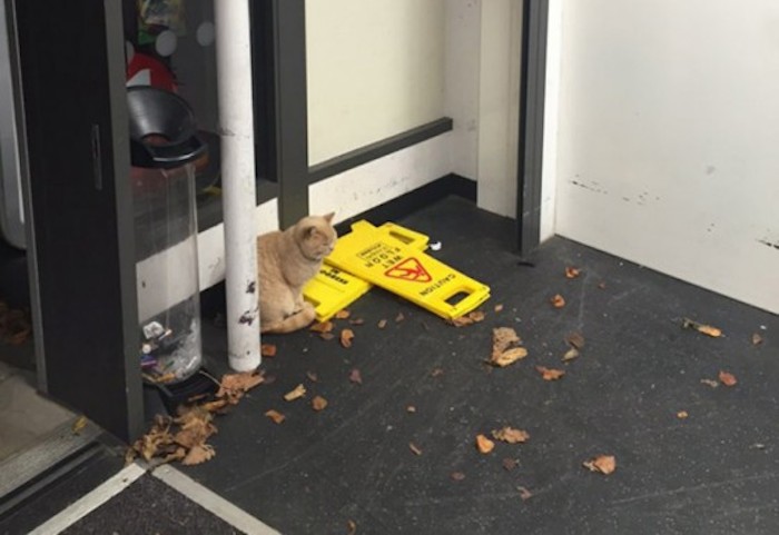 Olly, el gato residente del super Foto: Twitter horrorshowtunez