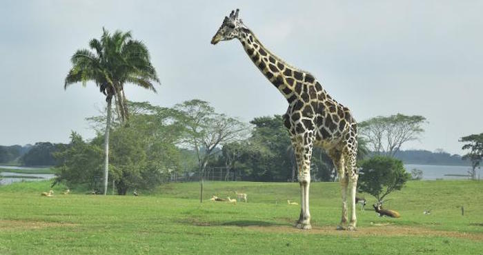 Foto: Coordinación General de Comunicación Social y Relaciones Públicas del estado de Tabasco.