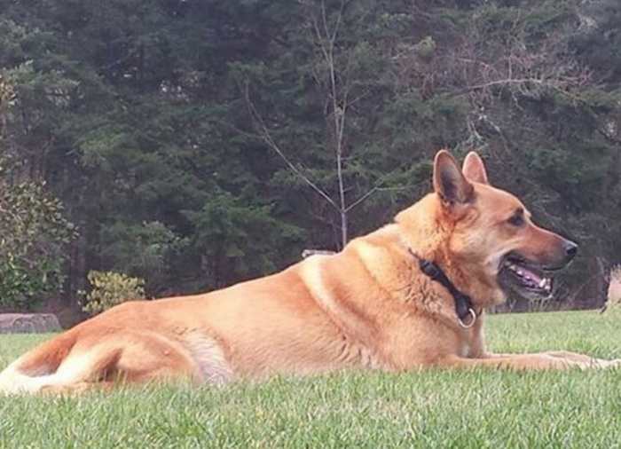 La mexicana explicó que su perro fue hallado muerto con un disparo cerca del corazón. Foto: salmahayek