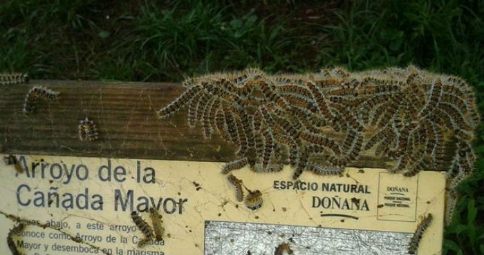 Procesionaria en los pinares de Hinojos. Foto: Ayuntamiento de Hinojos/ElDiario.es