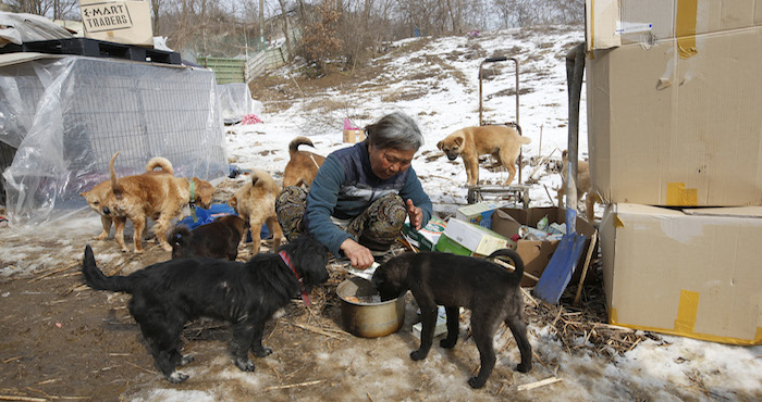 En el país, donde los perros son considerados un manjar tradicional y apenas recientemente se han convertido populares como mascostas, el amor de Jung por sus amigos caninos es visto como algo extraño Foto: AP
