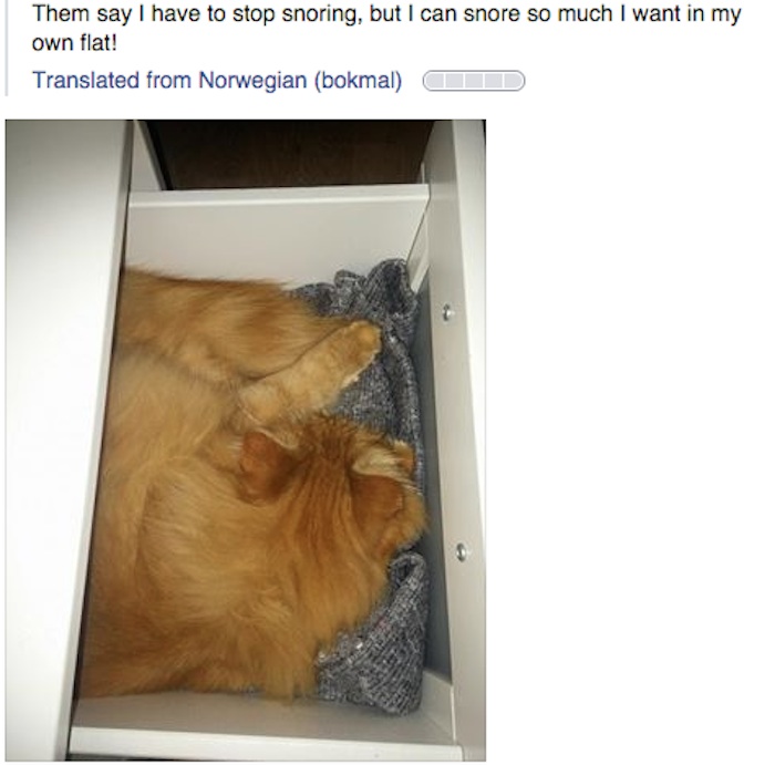 Dicen que debo parar de roncar, ¡pero en mi depa puedo roncar lo que quiera!. Foto: VICE