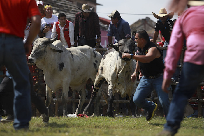 La masacre de animales y humanos (...) es apoyada y costeada por las autoridades municipales y del Gobierno del Estado de Veracruz: ANimal Heroes. Foto: Cuartoscuro.