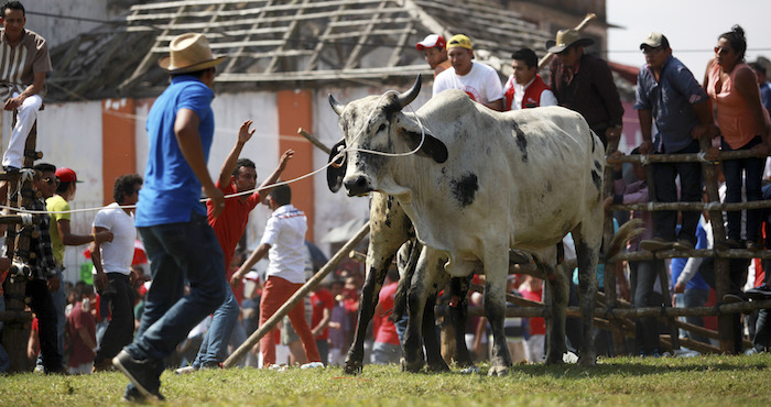 La “fiesta” en Tlacotalpan viola la legislación en Veracruz que prohíbe el maltrato hacia los animales, apunta HSI. Foto: Cuartoscuro.