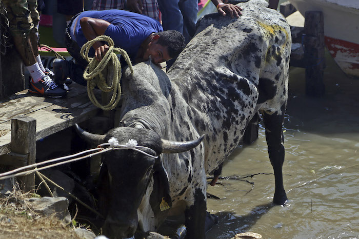 Este año fueron liberados seis toros en Tlacotalpan. Foto: Cuartoscuro.
