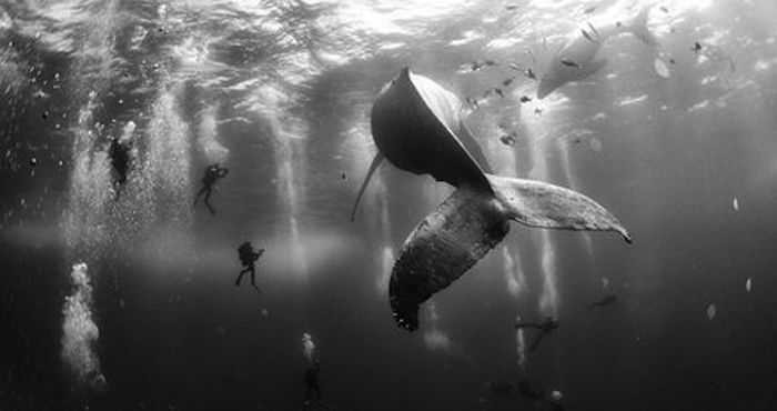 Foto: "Whale whisperers" de Anuar Patjane Floriuk/World Press Photo 2016.