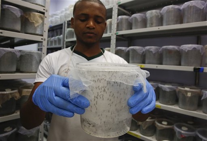 Hasta ahora se han registrado 50 casos de zika de contagio externo en Estados Unidos y uno a través de contagio sexual local. Foto: AP