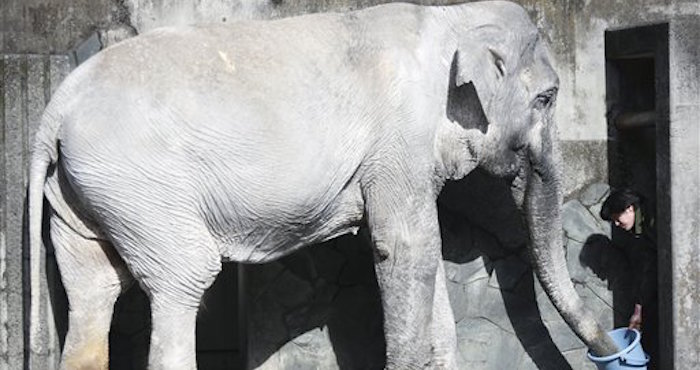 Un cuidador alimenta a Hanako la elefanta en su jaula en el Parque Zoológico Inokashira a las afueras de Tokio. Foto: AP