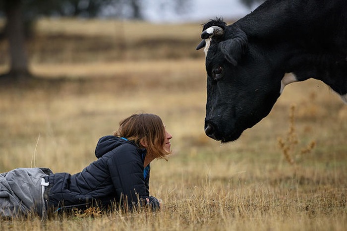 Laura y Carmen, una vaca libre en el santuario madrileño Wings of Heart. Foto: Tras los Muros.