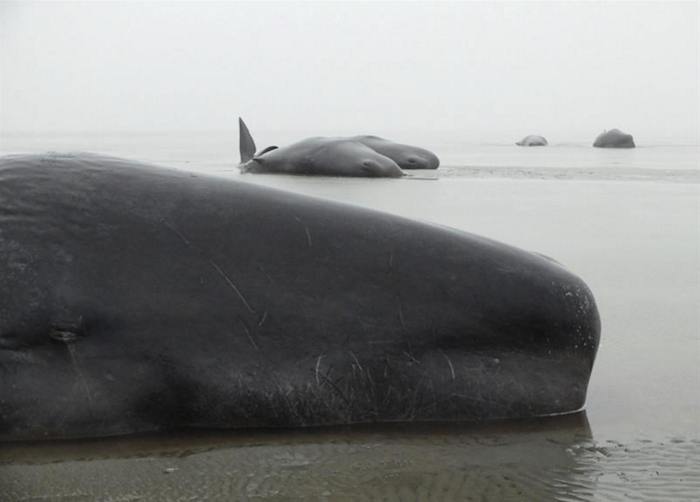 Se desconocen las causas que han podido llevar a los cachalotes a acercarse tanto a la costa. Foto: EFE