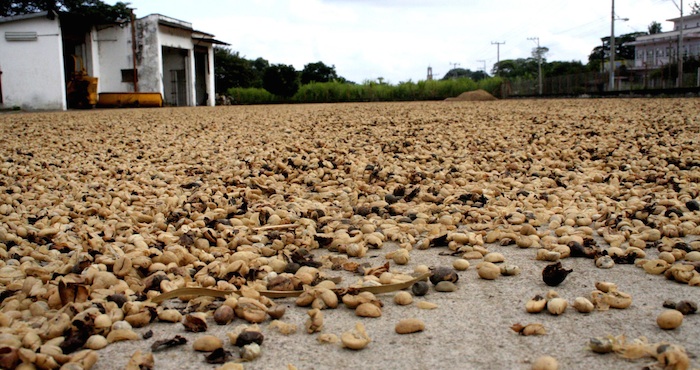 Un cafetal en Veracruz. Foto: Cuartoscuro.