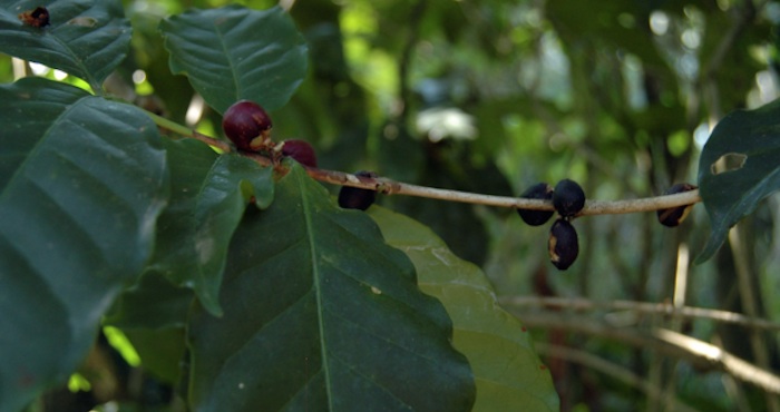 Cafetal en Guerrero. Foto: Cuartoscuro.
